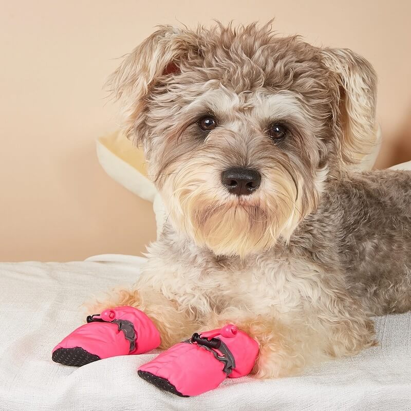 SafePet Shoes™ (FREE Today)