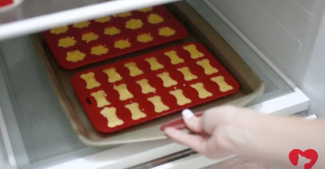 Your Dog Will Thank You For These Amazing Homemade Chicken Jello Snacks - Dog Safety
