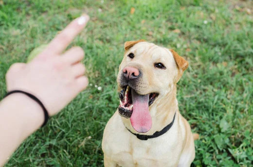 Dog Park Etiquette 101: Is Your Dog Ready? - Dog Safety