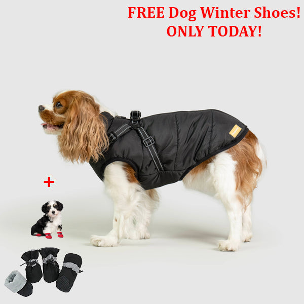 SafePet™ 3 in 1 Jacket + FREE Shoes